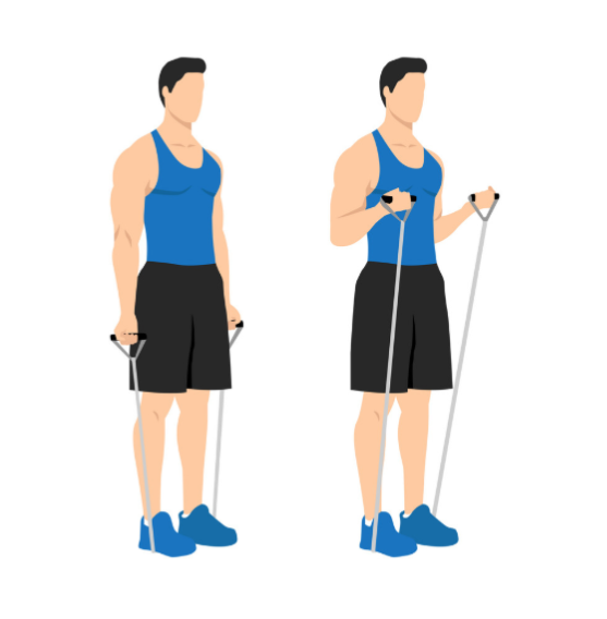 Band Bicep Curl Diagram