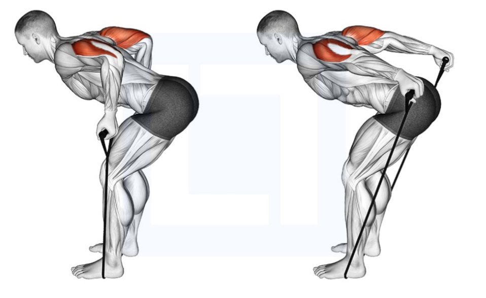 Band Tricep Kickback Diagram